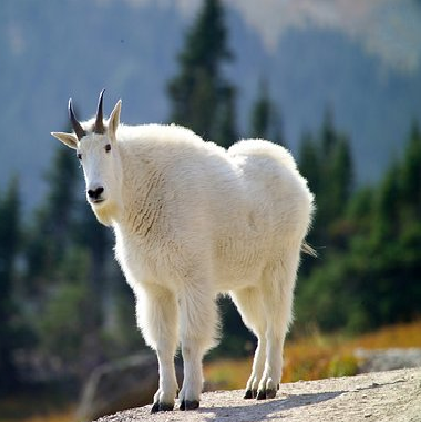mountain goat eyes