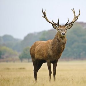 stag deer